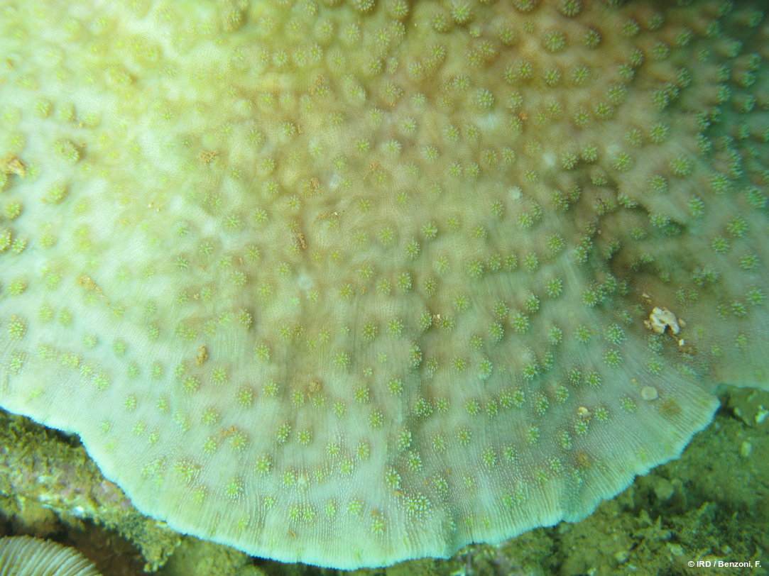 Echinopora sp. HS3559