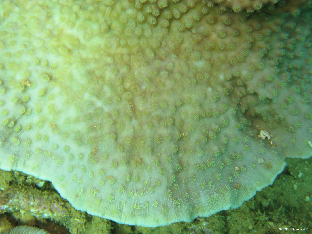 Echinopora sp. HS3559
