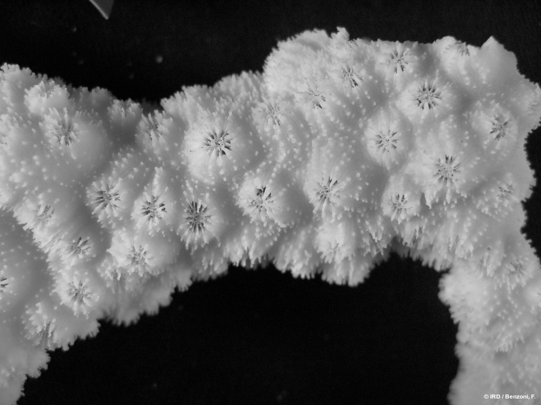 Echinopora sp. HS3563