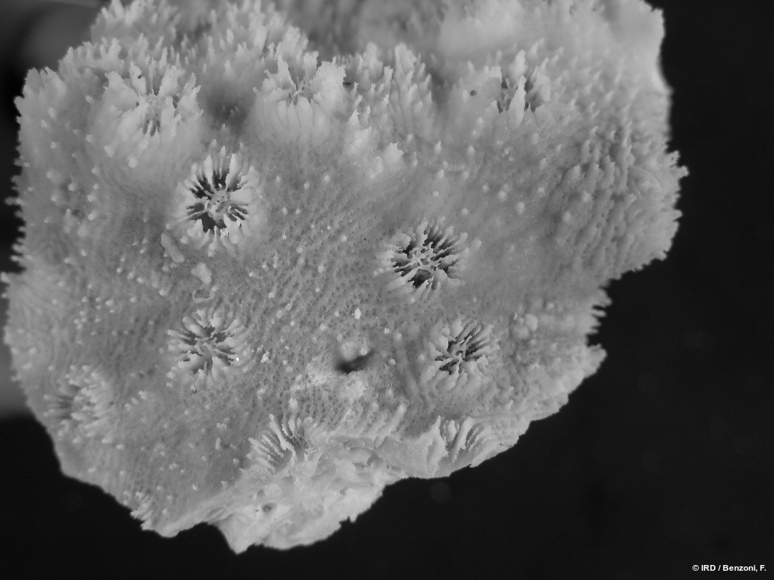Echinopora hirsutissima HS3679