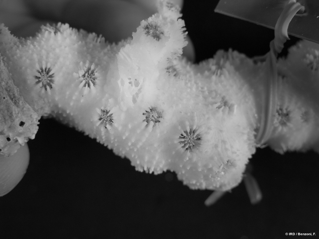 Echinopora horrida HS3697