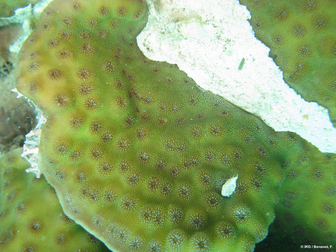Echinopora pacificus HS3702