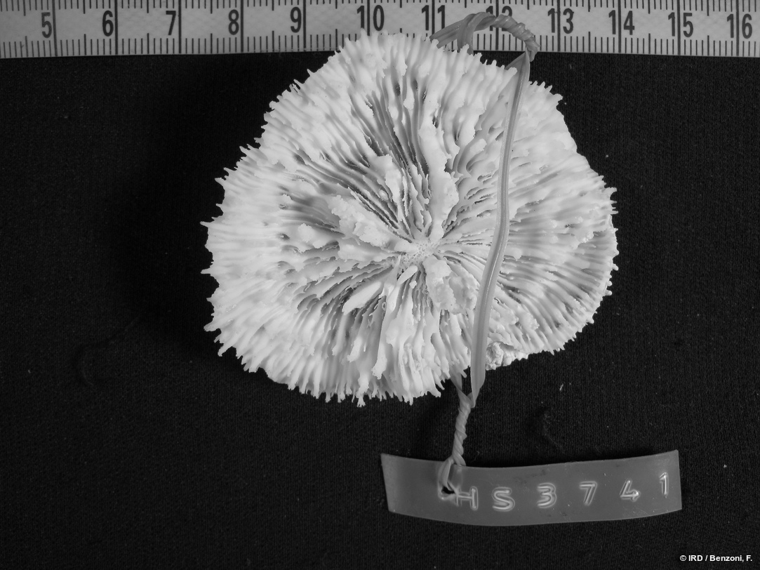 Echinophyllia tarae HS3741