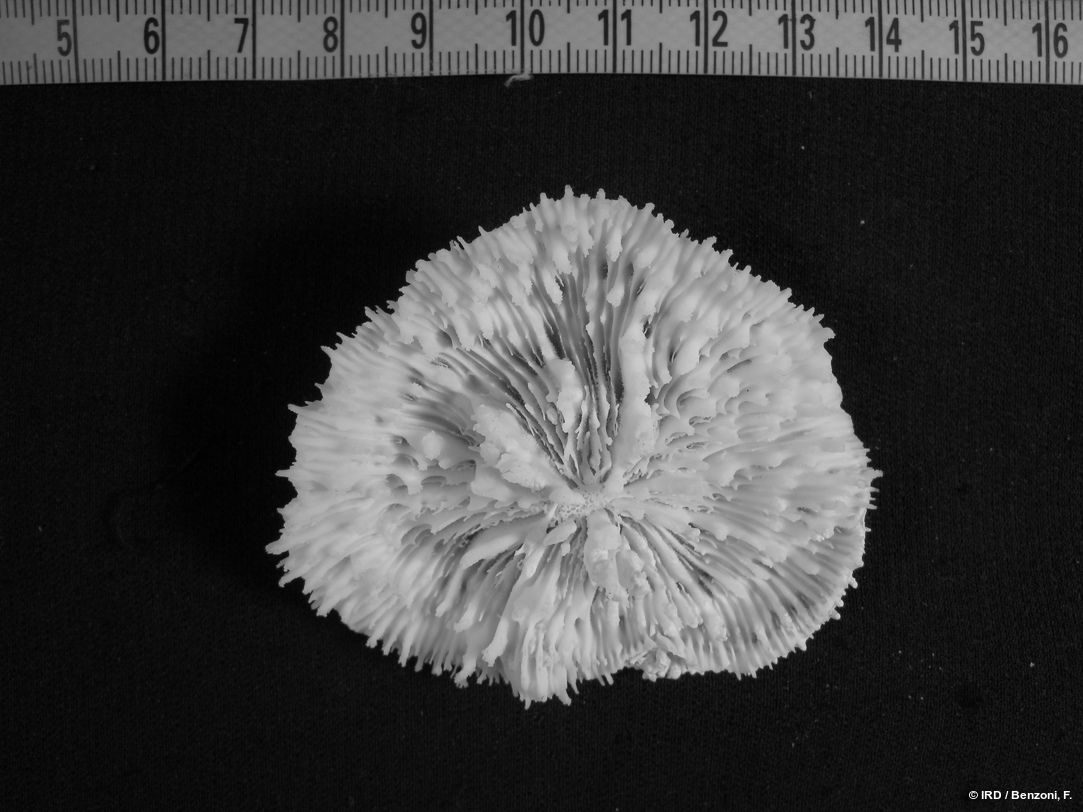 Echinophyllia tarae HS3741