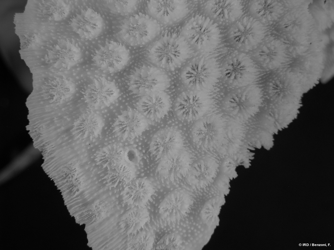 Echinopora lamellosa HS3752