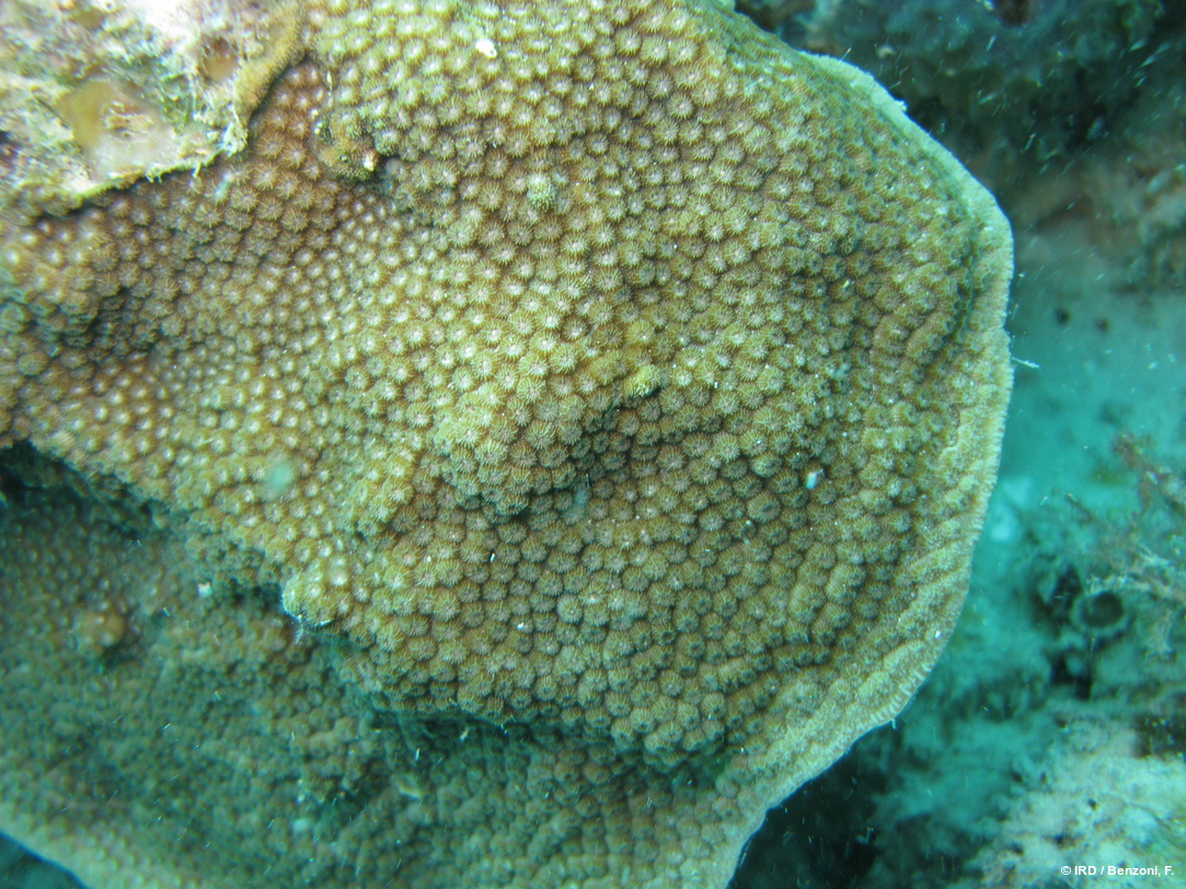 Cyphastrea sp. HS3781