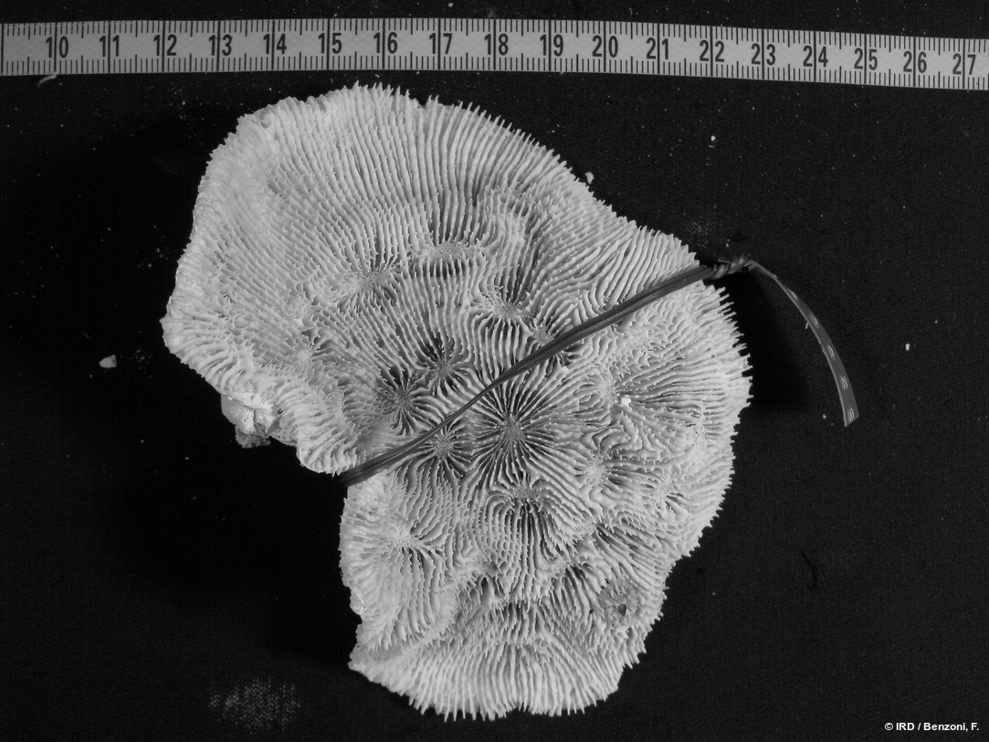 Echinophyllia sp. HS3825