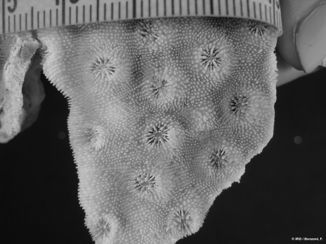Echinopora pacificus HS3884