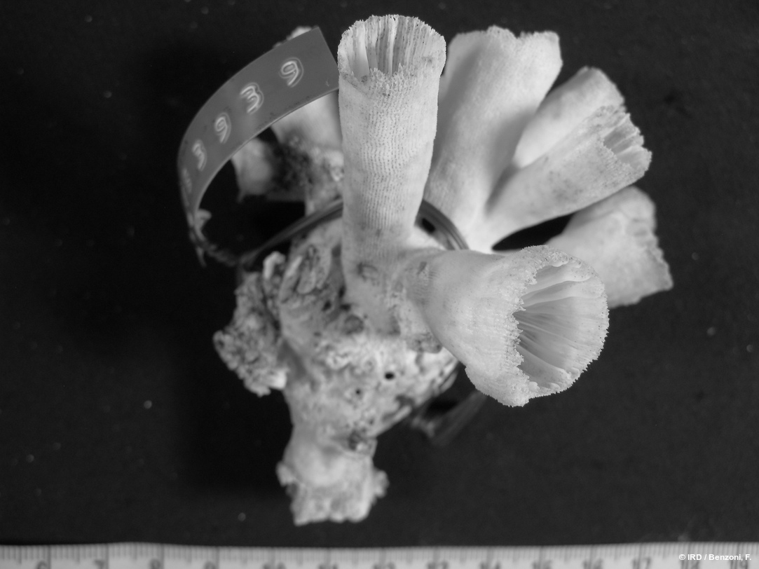 Tubastraea sp. HS3939