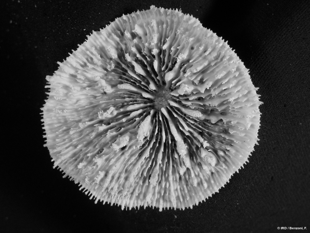 Echinophyllia tarae HS4095