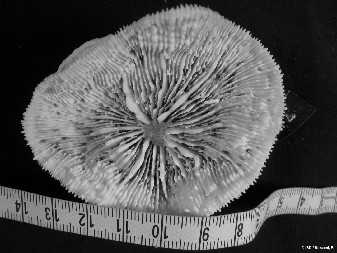 Echinophyllia tarae HS4114