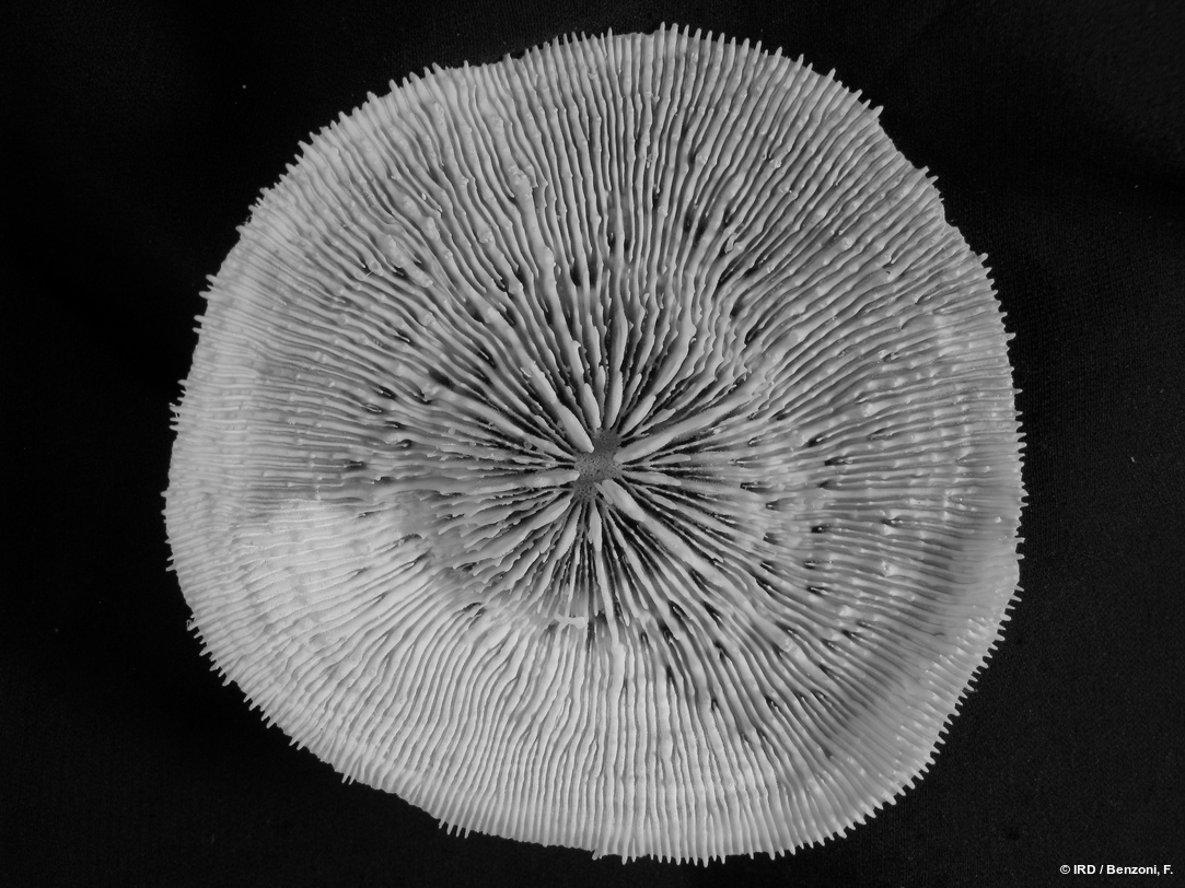 Echinophyllia tarae HS4130