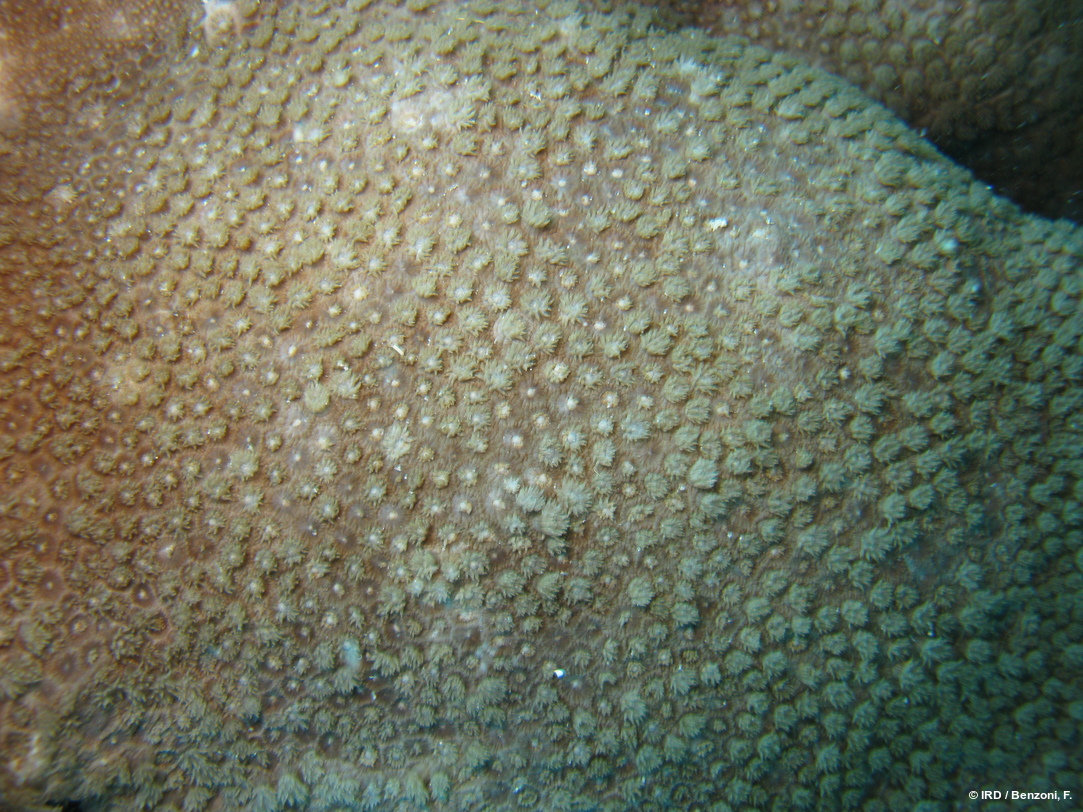 Goniopora sp. HS4162