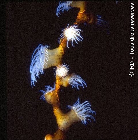 Nemanthus nitidus HZ033