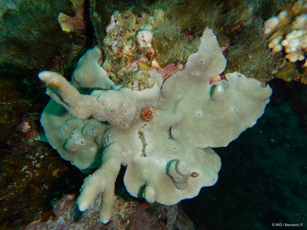 Porites sp. MD025