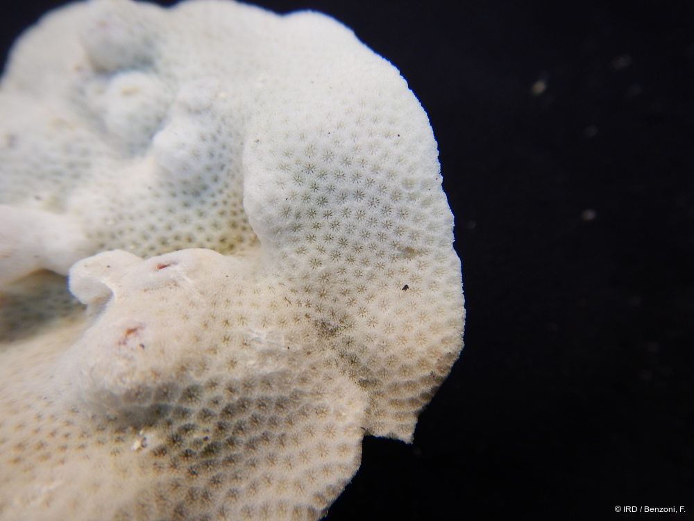 Porites sp. MD025