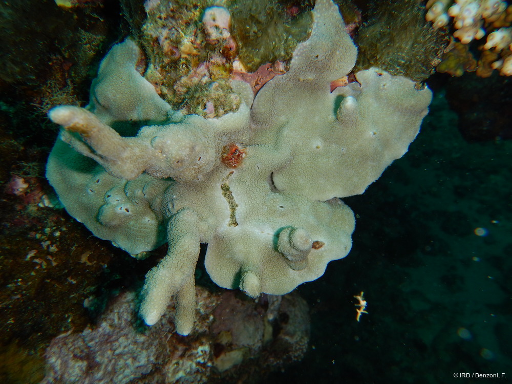 Porites sp. MD025