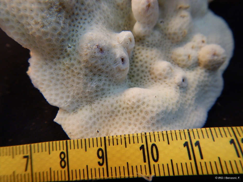 Porites sp. MD025