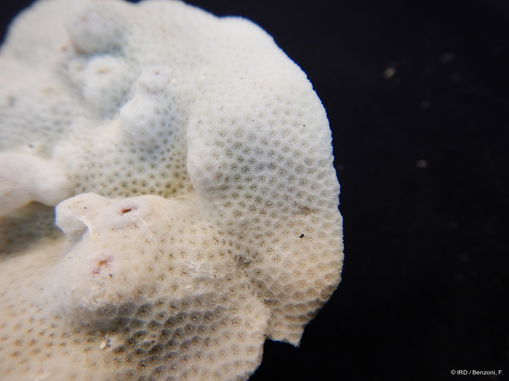 Porites sp. MD025