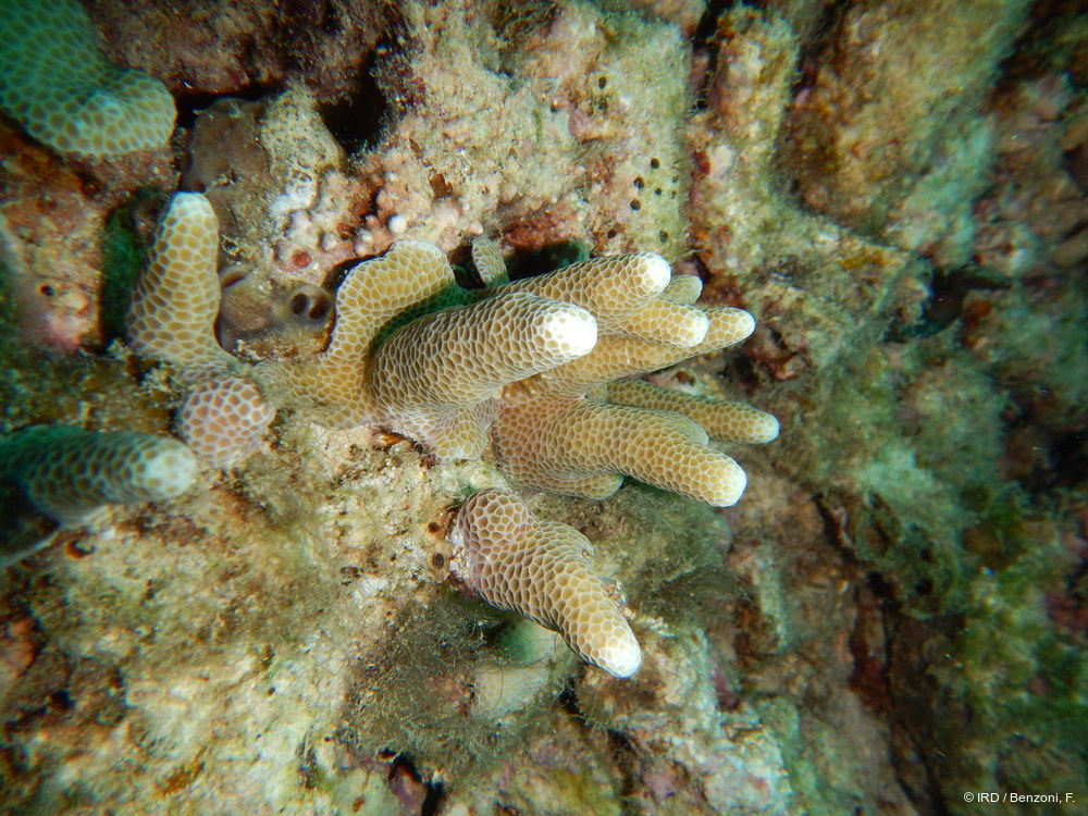 Porites sp. MD026