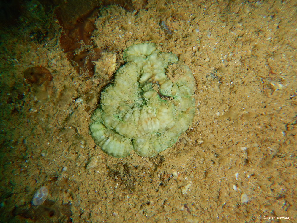 Sclerophyllia sp. MD043
