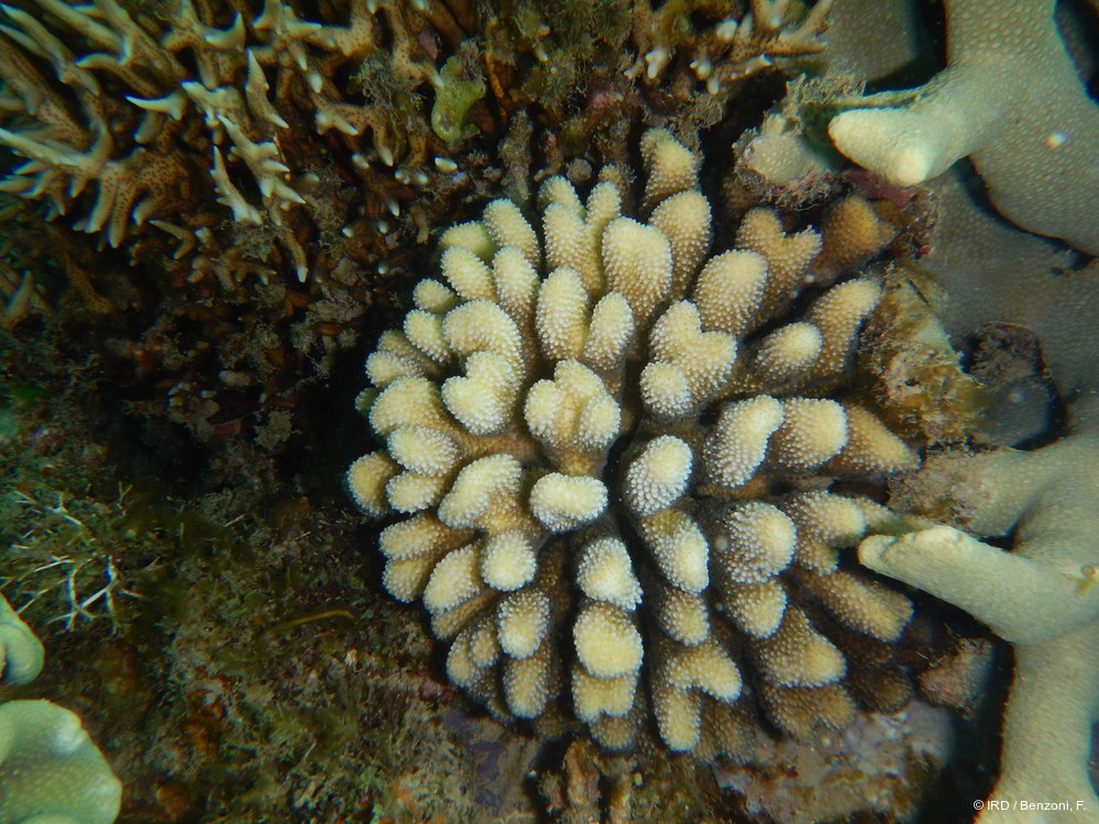 Stylophora sp. MD131