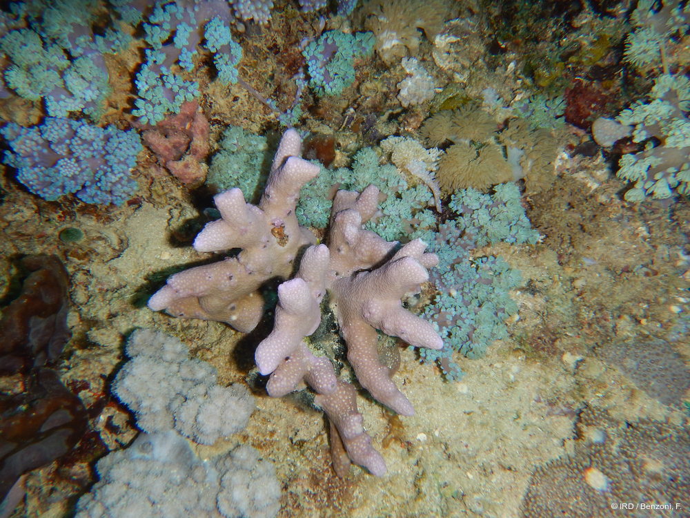 Porites sp. MD146