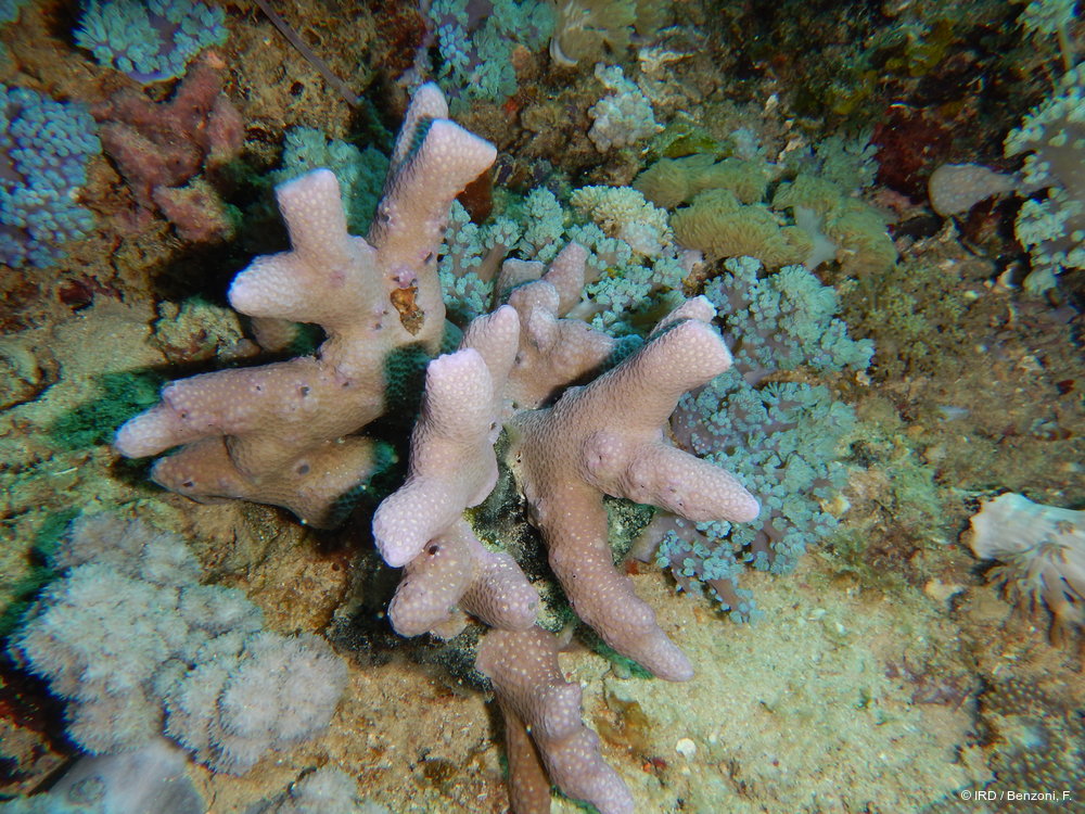 Porites sp. MD146