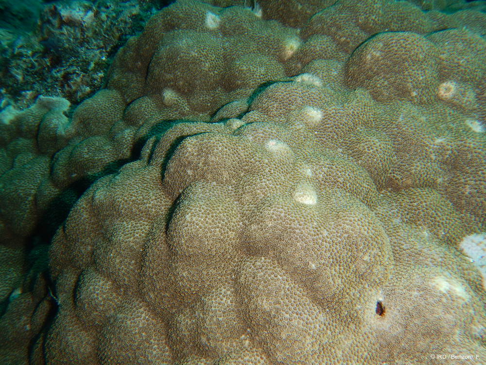 Porites sp. MD147