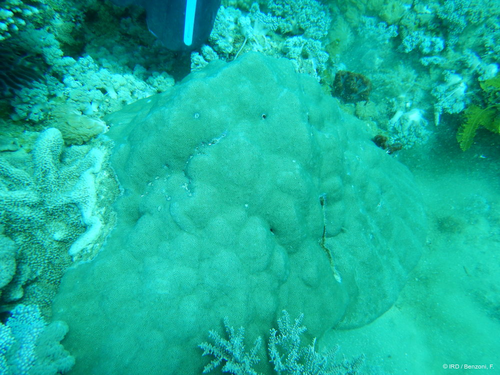 Porites sp. MD151