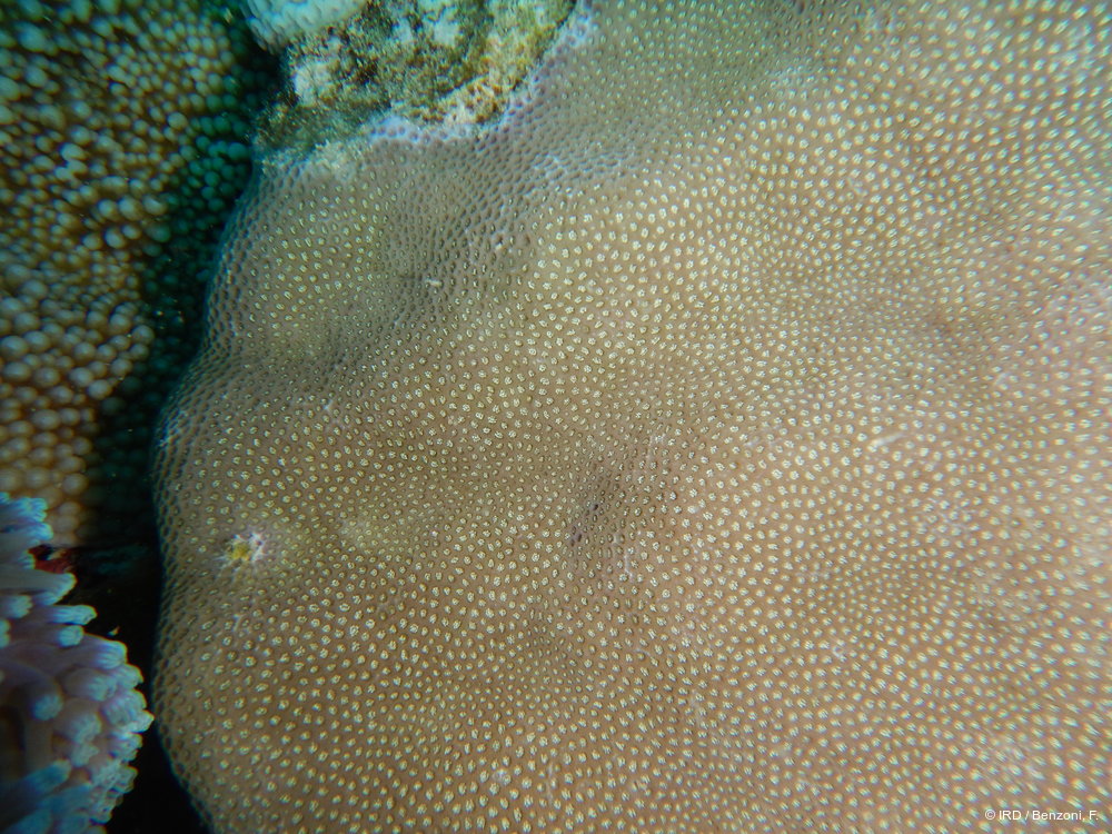 Porites sp. MD151