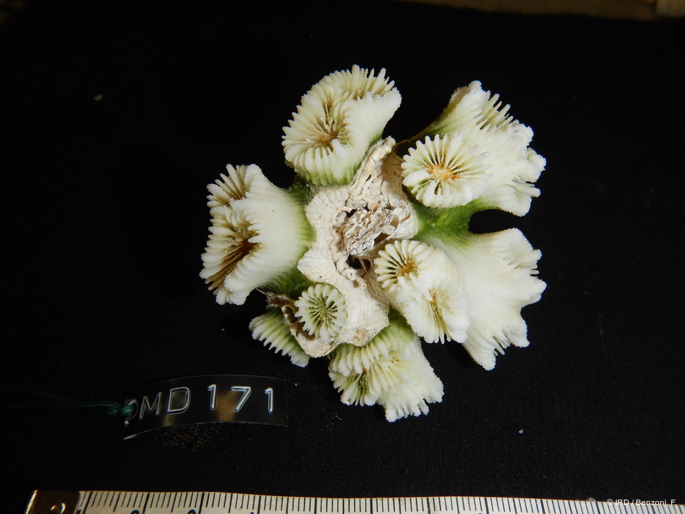 Caulastraea sp. MD171