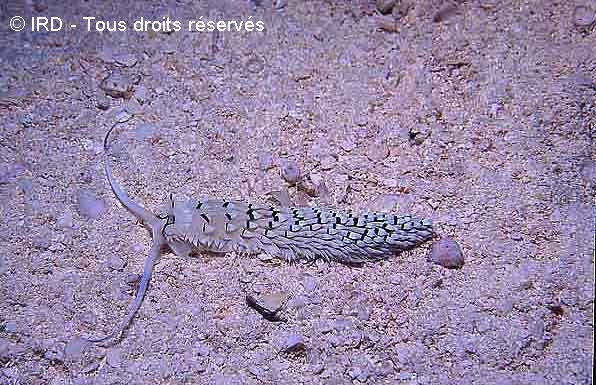 Cerberilla affinis MG334