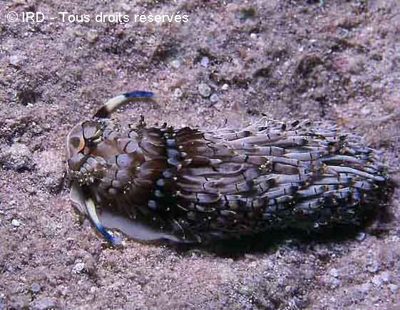 Cerberilla affinis MG335