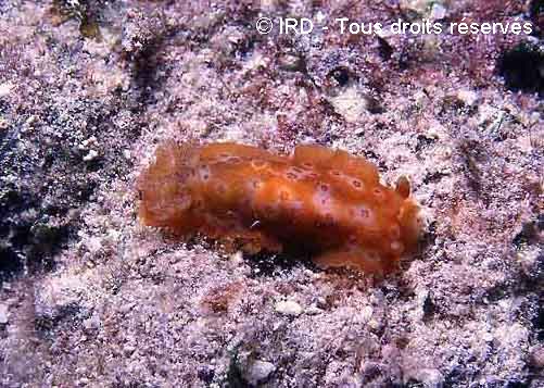 Gymnodoris sp. MG336