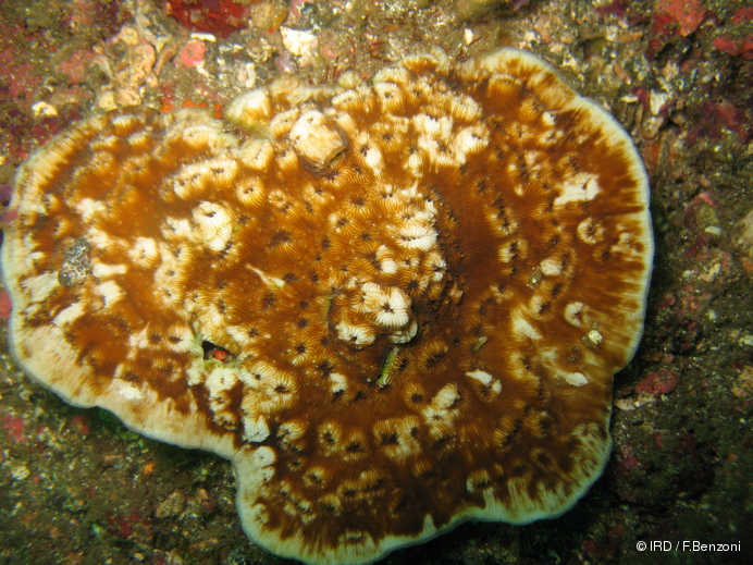 Leptoseris hawaiiensis MQ147