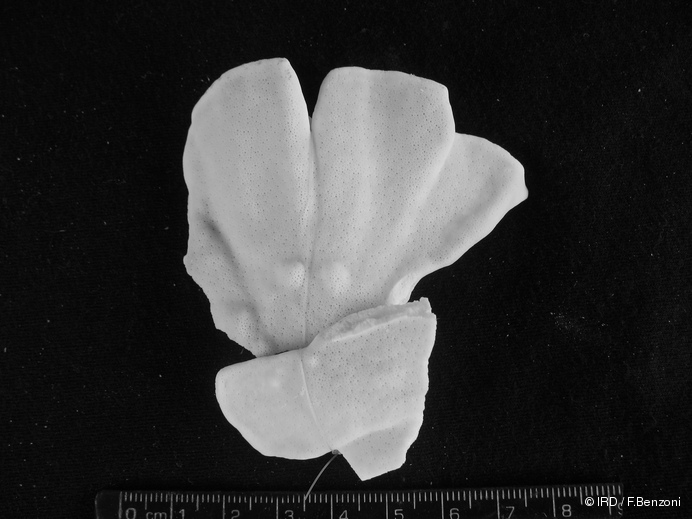 Millepora platyphylla MQ169