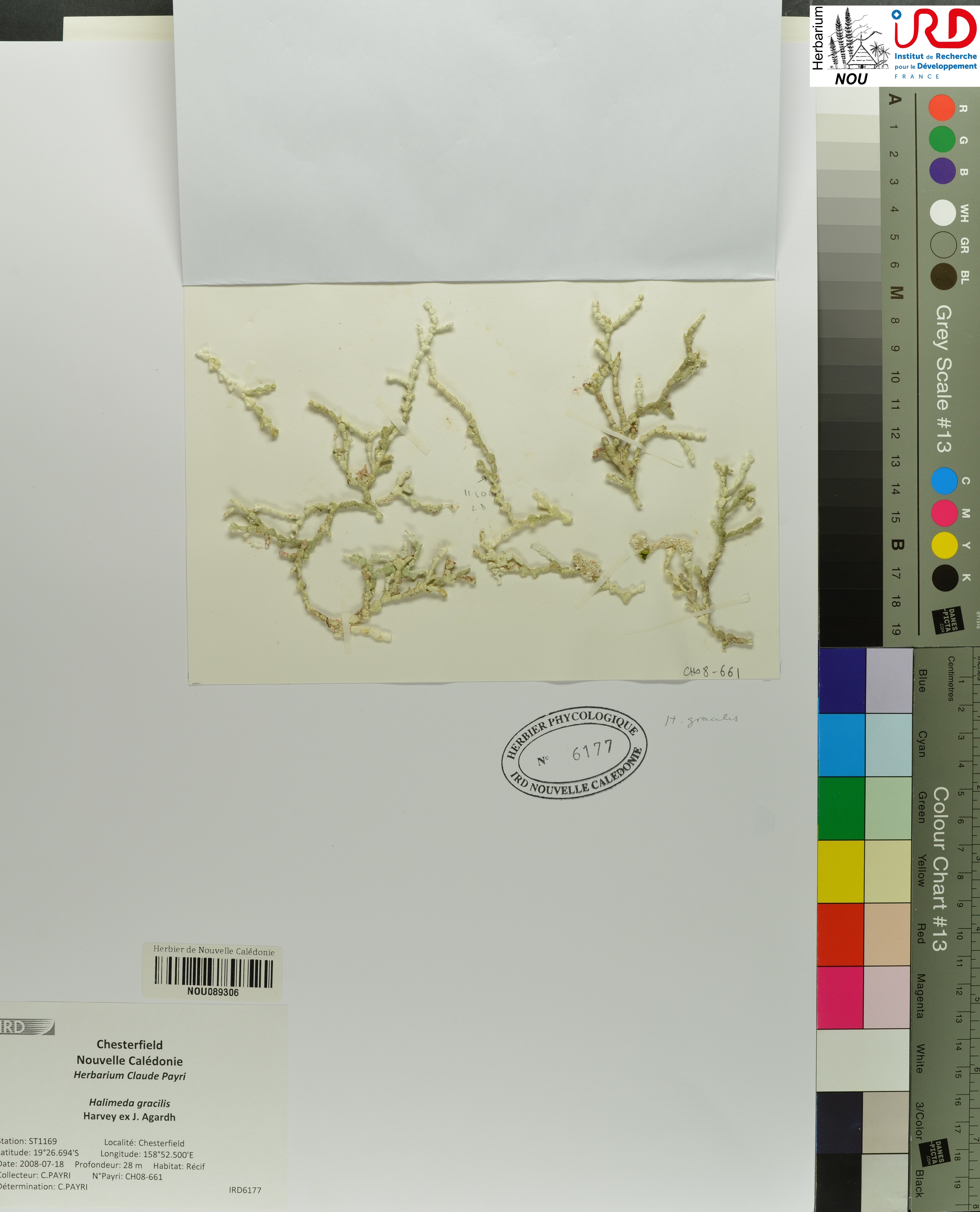 Halimeda gracilis NOU089306