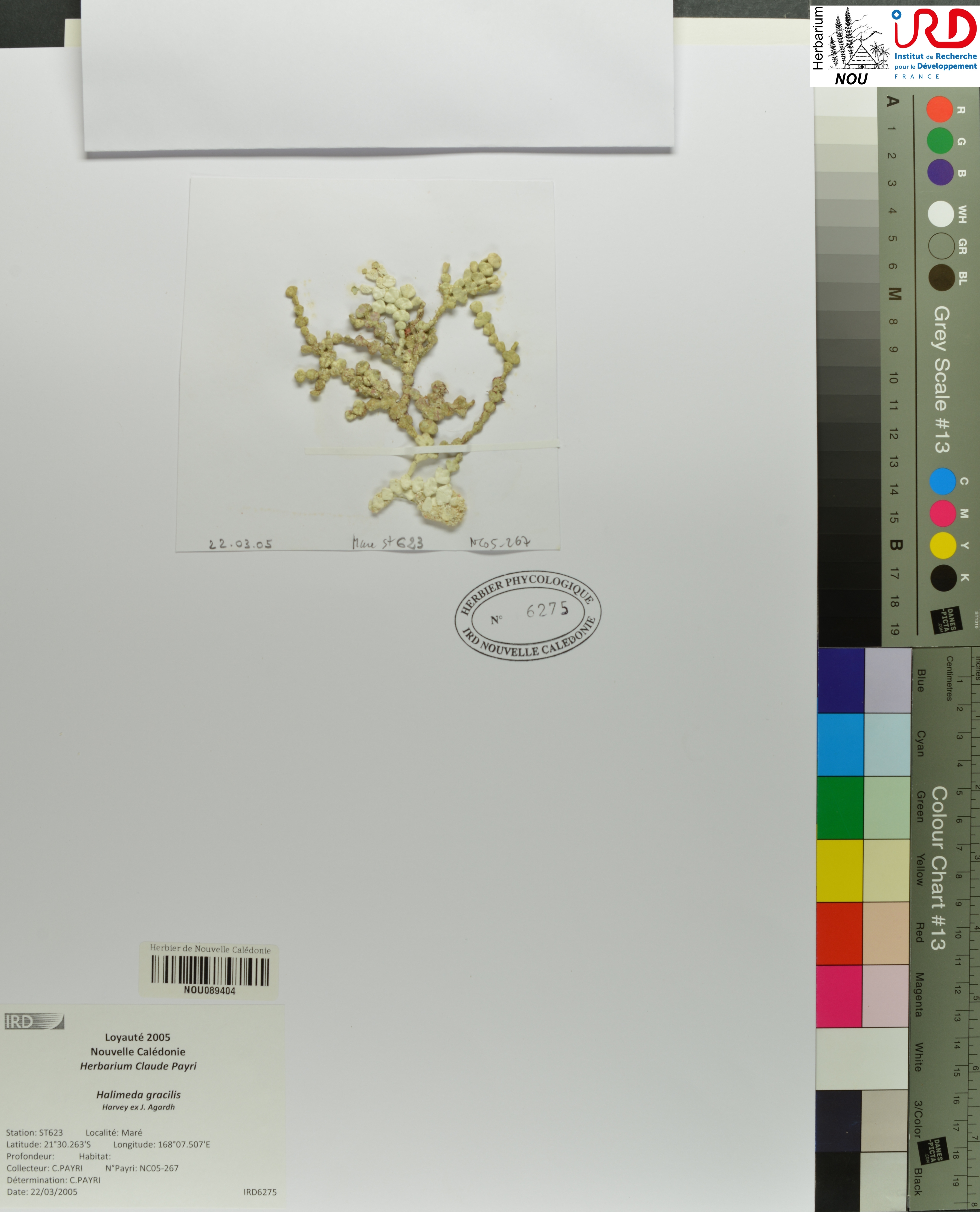 Halimeda gracilis NOU089404
