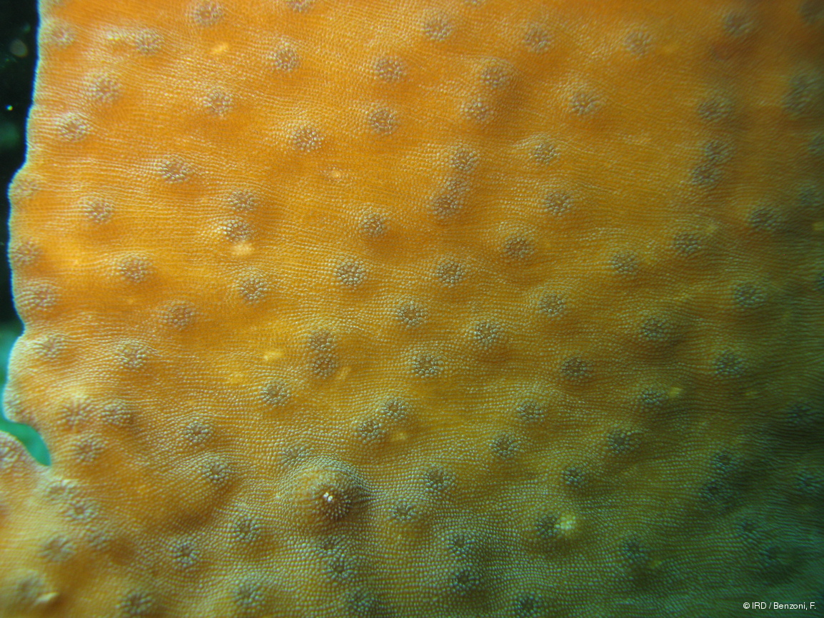 Echinopora sp. PFB001
