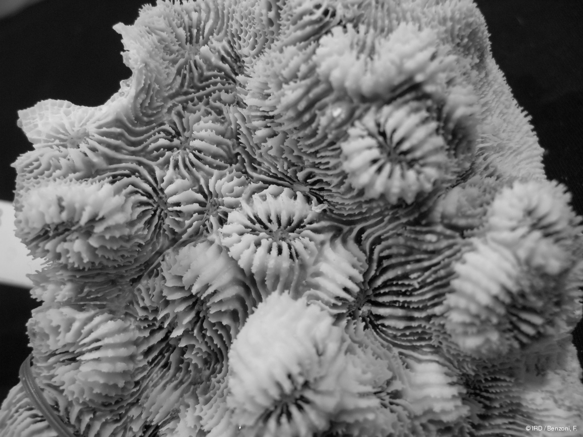 Echinophyllia orpheensis PFB016