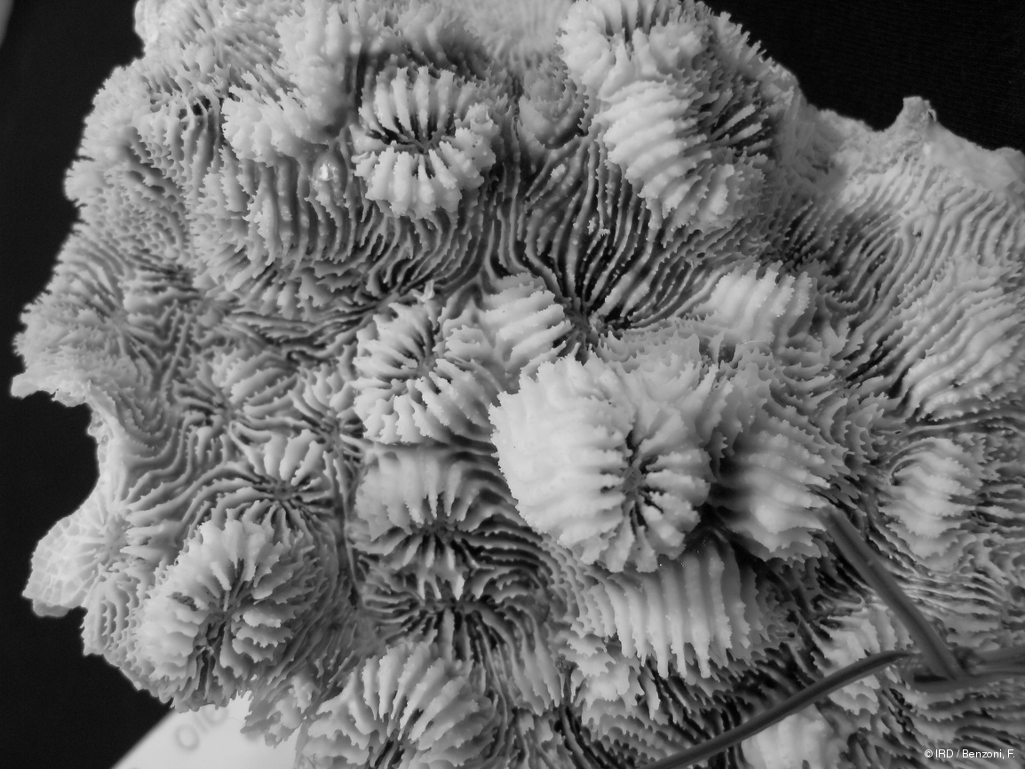 Echinophyllia orpheensis PFB016