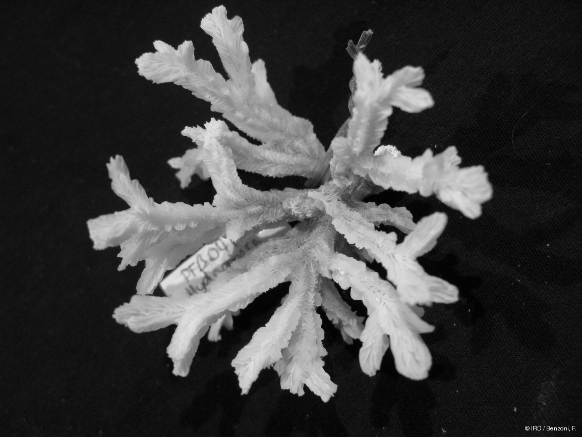 Hydnophora rigida PFB041