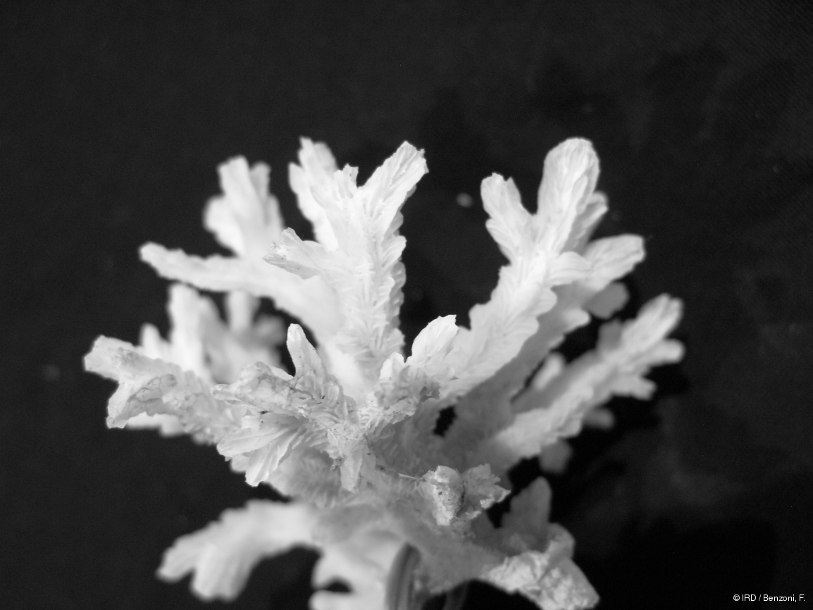 Hydnophora rigida PFB041