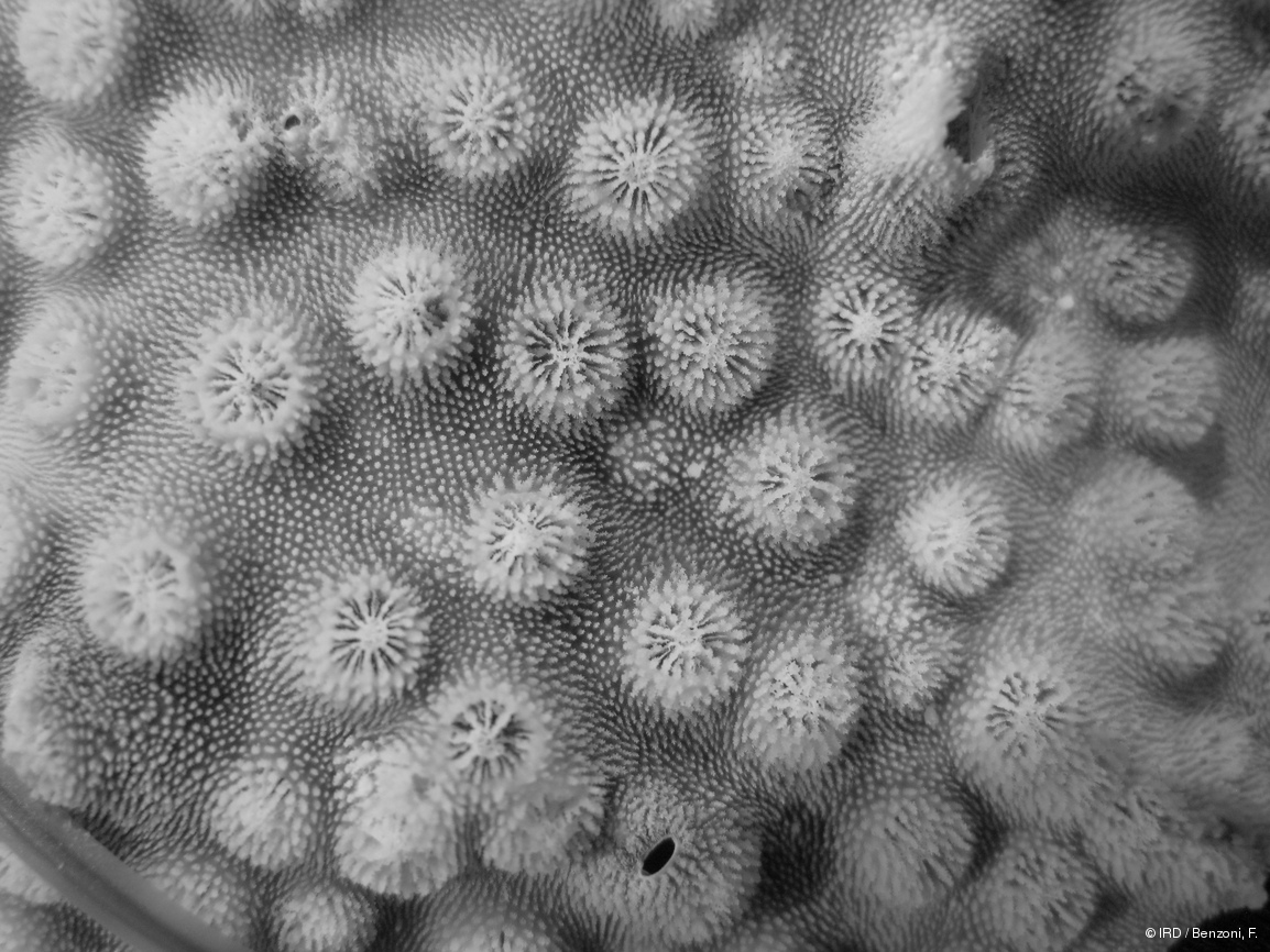 Echinopora sp. PFB042