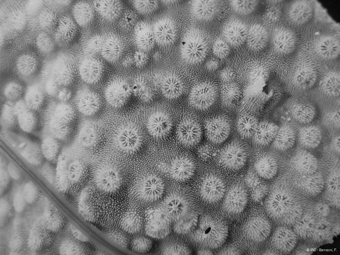 Echinopora sp. PFB042