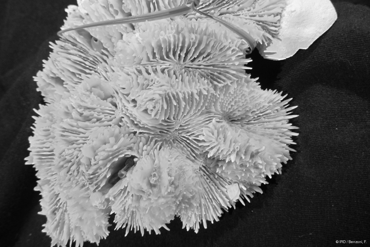 Lobophyllia agaricia PFB104