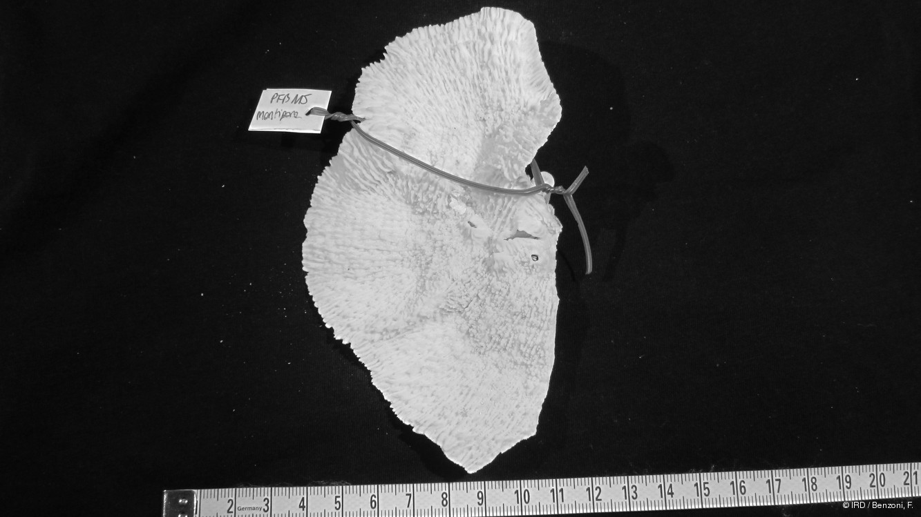 Montipora foliosa PFB115