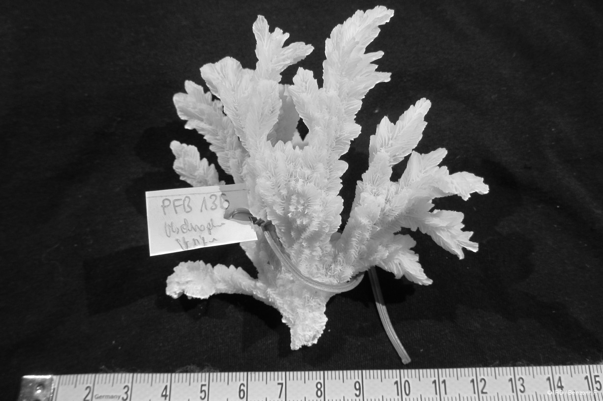 Hydnophora rigida PFB136