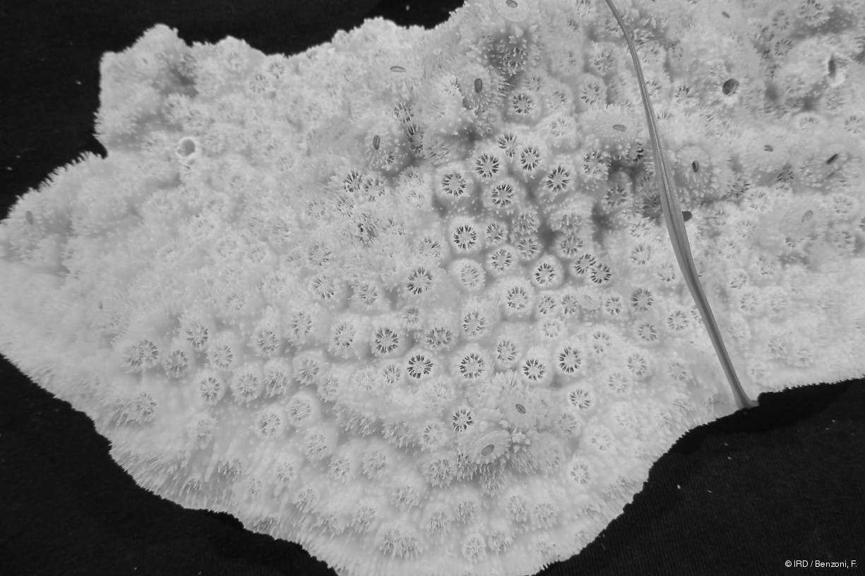 Echinopora sp. PFB147